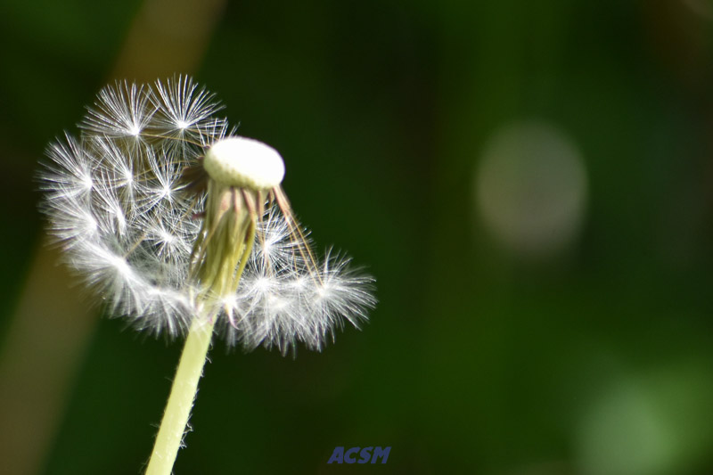 02 ACSM_0136