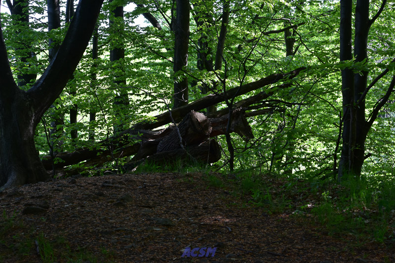 03 ACSM_0199