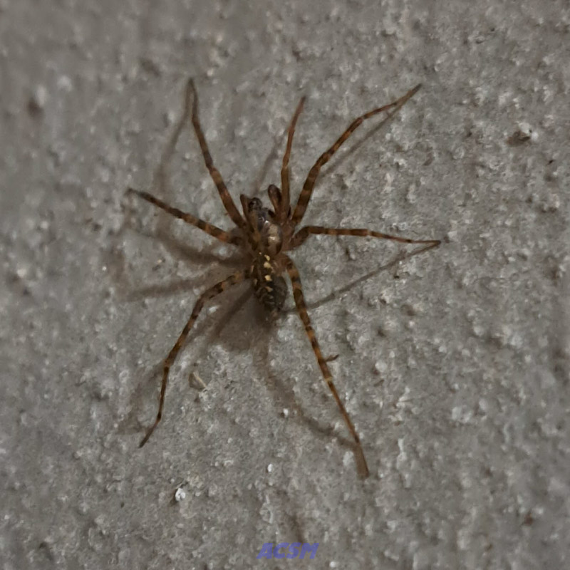 04 ACSM_0241