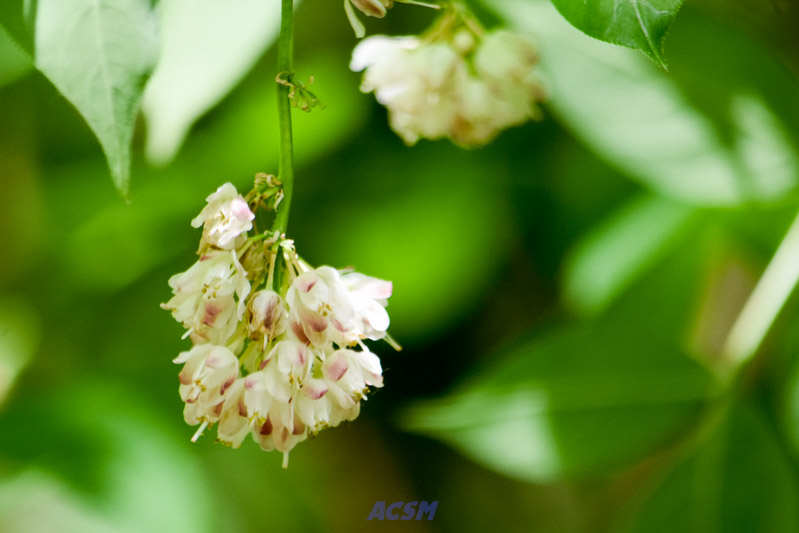 04 ACSM_0284