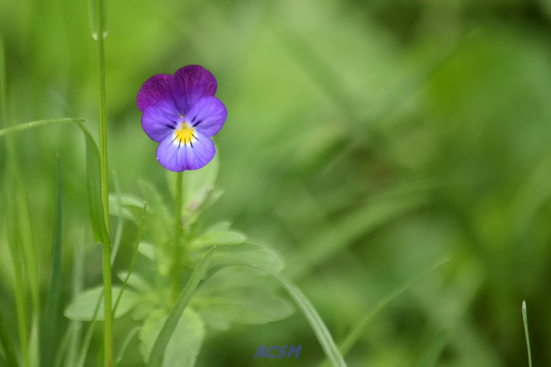04 ACSM_0298