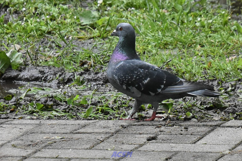 DSC_3359