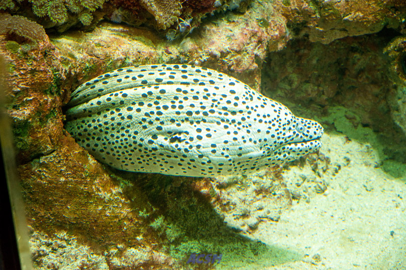 acsm_zoo0003