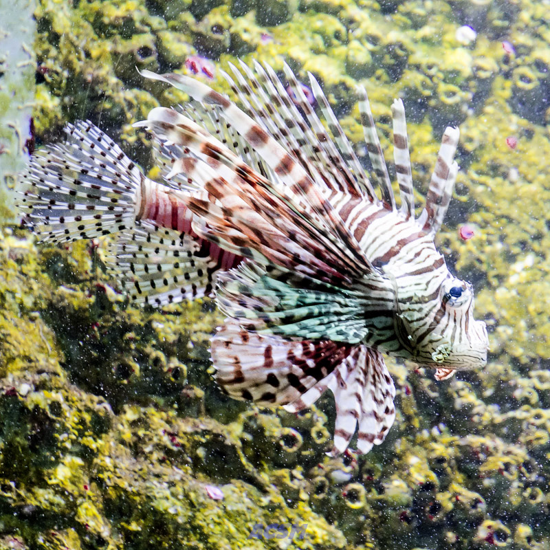 acsm_zoo0005
