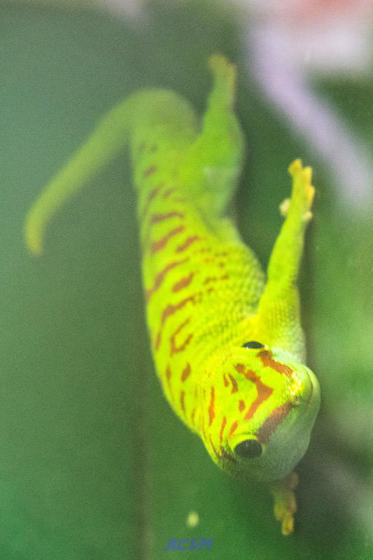 acsm_zoo0008