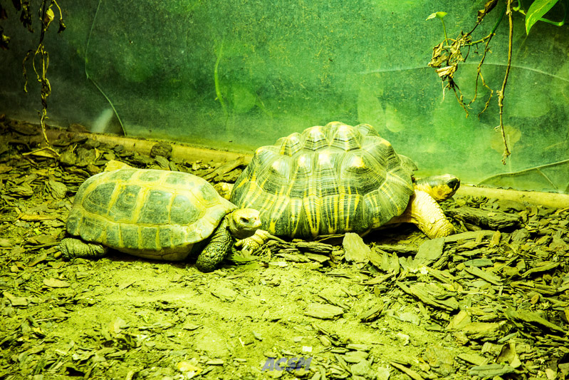 acsm_zoo0011