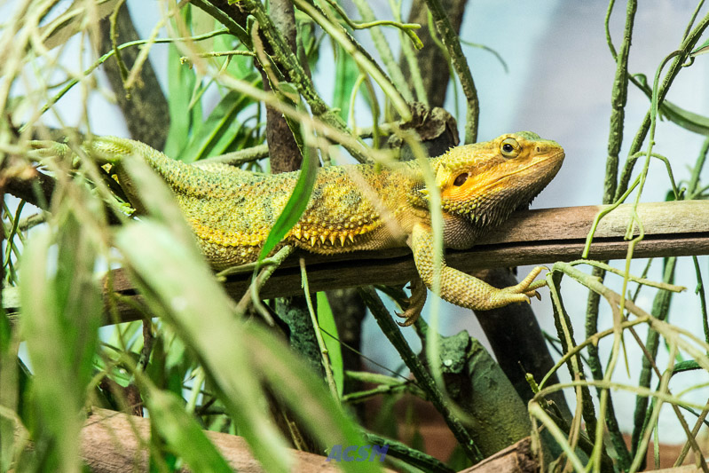 acsm_zoo0013