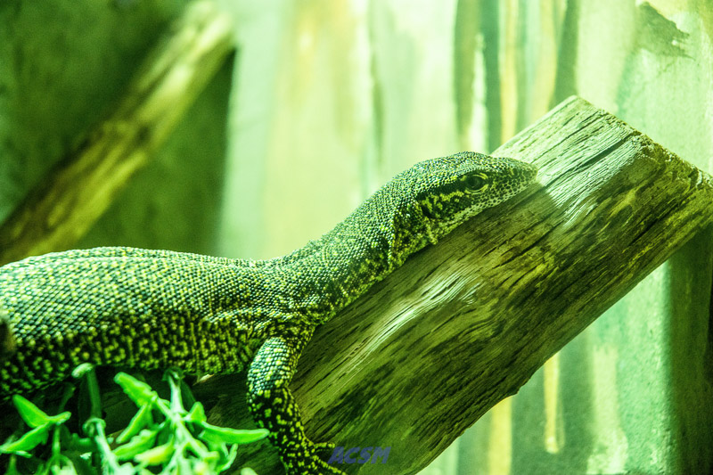 acsm_zoo0014