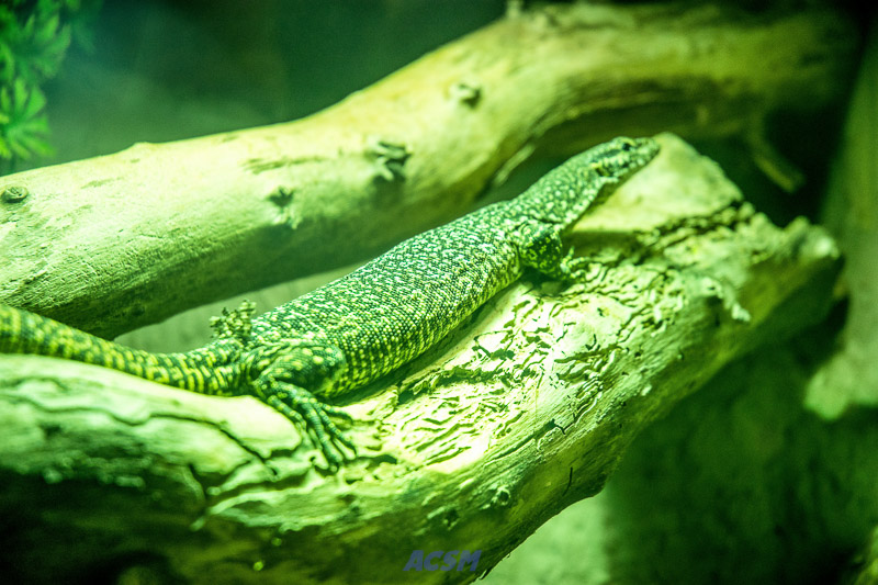 acsm_zoo0015