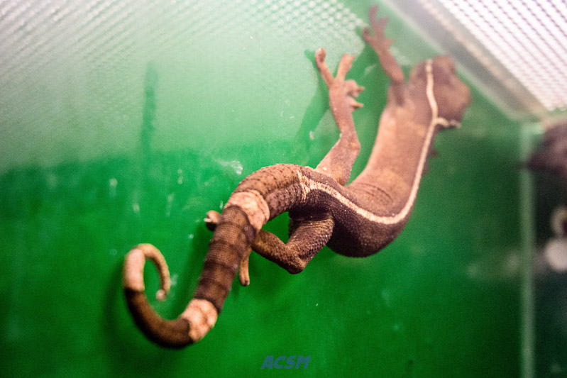 acsm_zoo0016