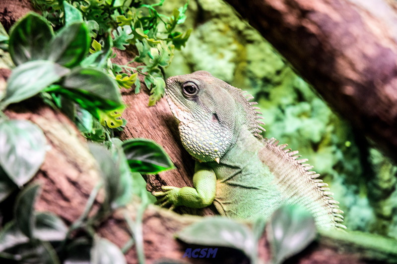 acsm_zoo0017