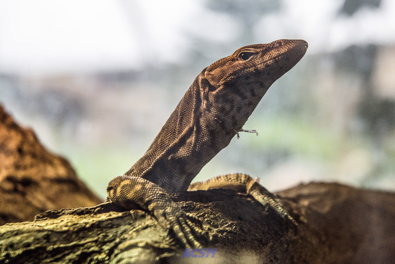 acsm_zoo0018