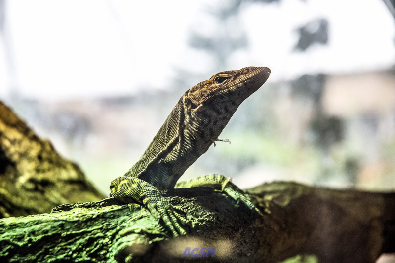 acsm_zoo0019
