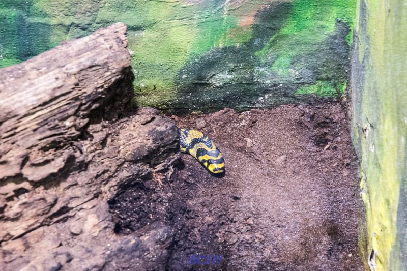 acsm_zoo0022