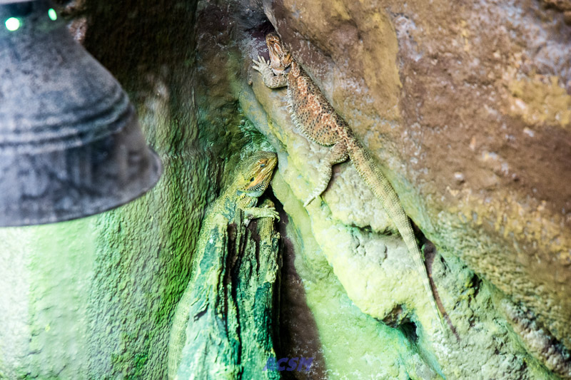 acsm_zoo0023