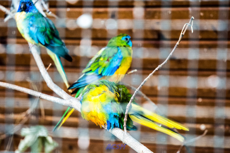 acsm_zoo0025