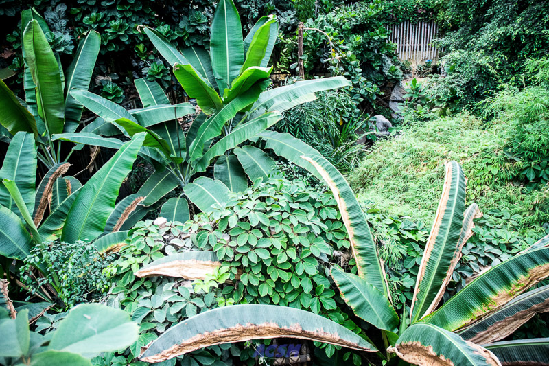 acsm_zoo0026