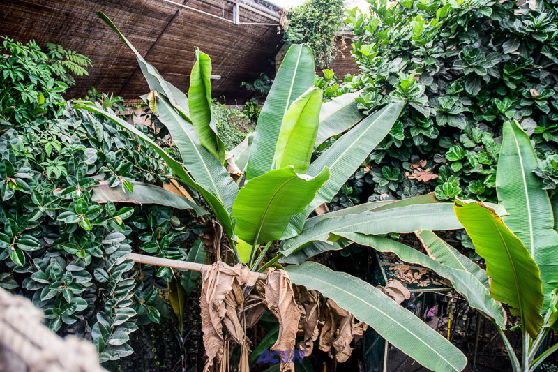 acsm_zoo0028