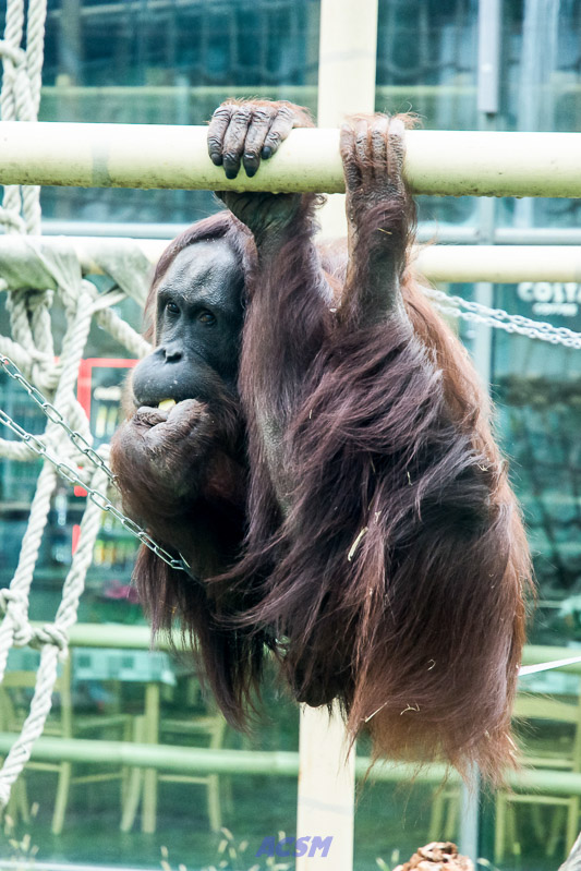 acsm_zoo0030