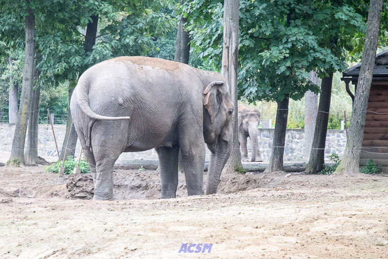 acsm_zoo0031