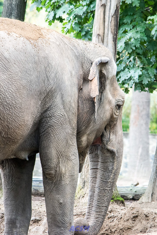 acsm_zoo0032