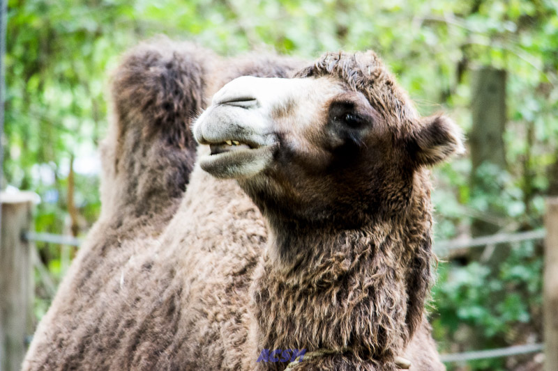 acsm_zoo0037