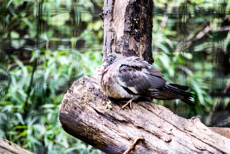 acsm_zoo0038