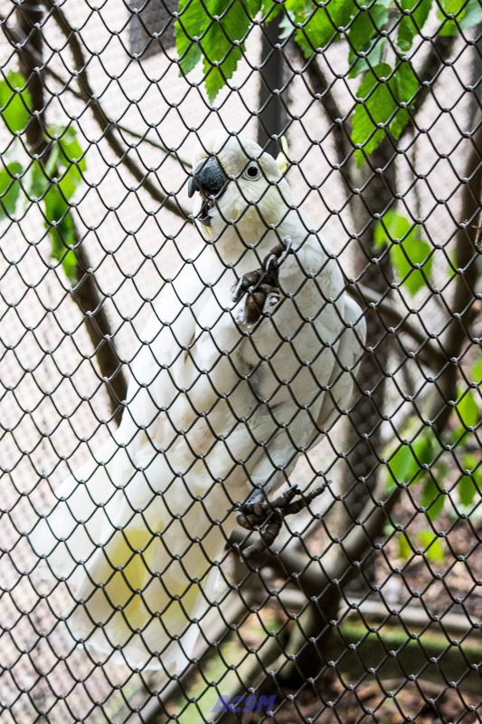 acsm_zoo0040
