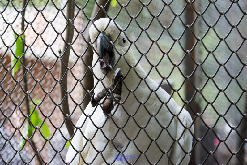 acsm_zoo0041