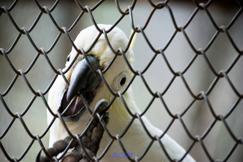 acsm_zoo0042