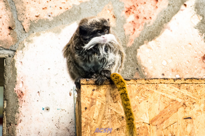 acsm_zoo0044