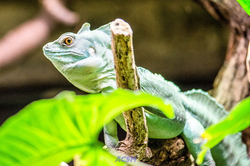 acsm_zoo0047