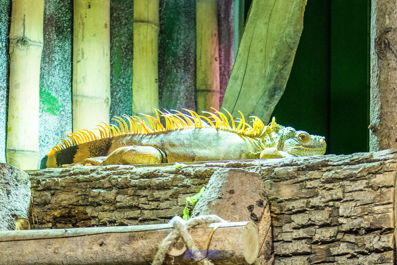 acsm_zoo0048