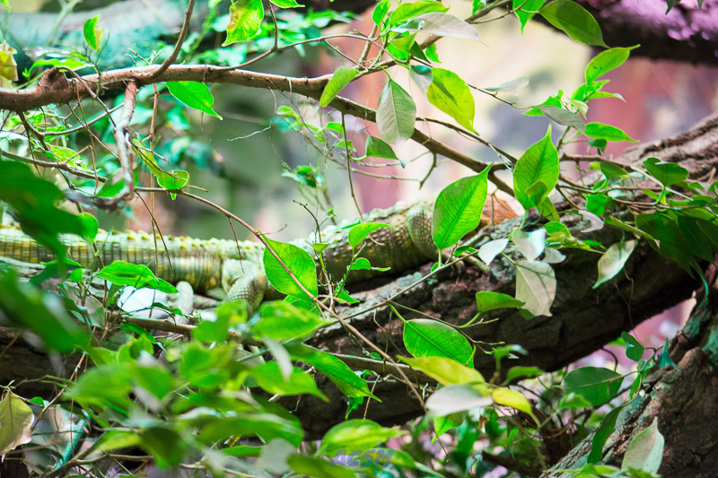acsm_zoo0049