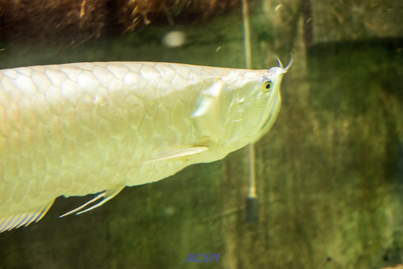 acsm_zoo0052