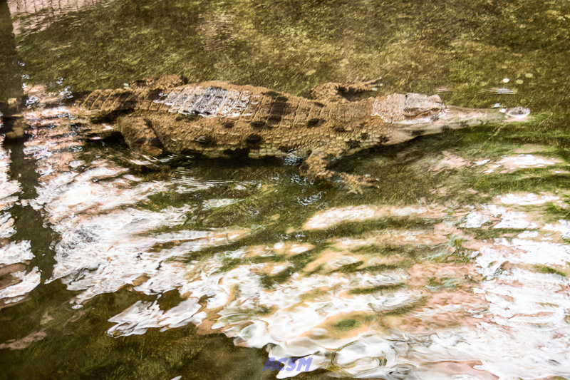 acsm_zoo0053