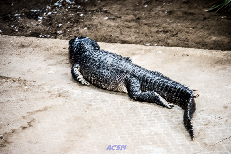 acsm_zoo0054