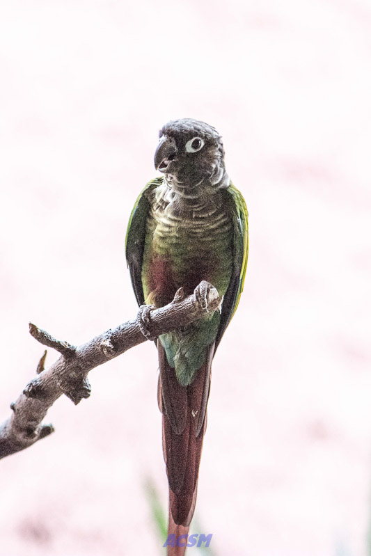 acsm_zoo0055