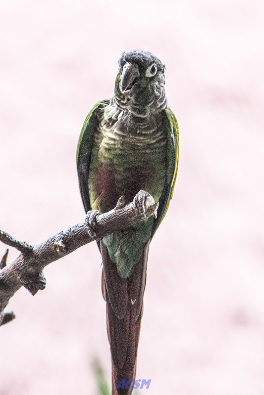 acsm_zoo0056