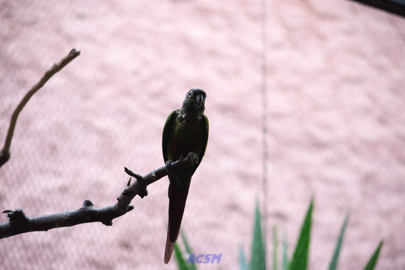 acsm_zoo0057