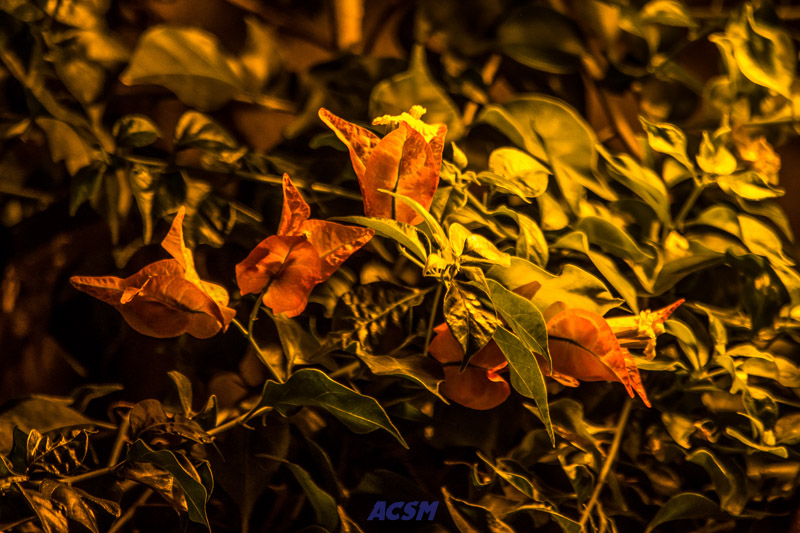 acsm_zoo0062