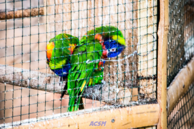 acsm_zoo0063