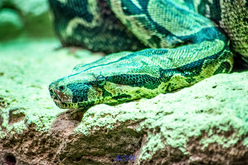 acsm_zoo0064