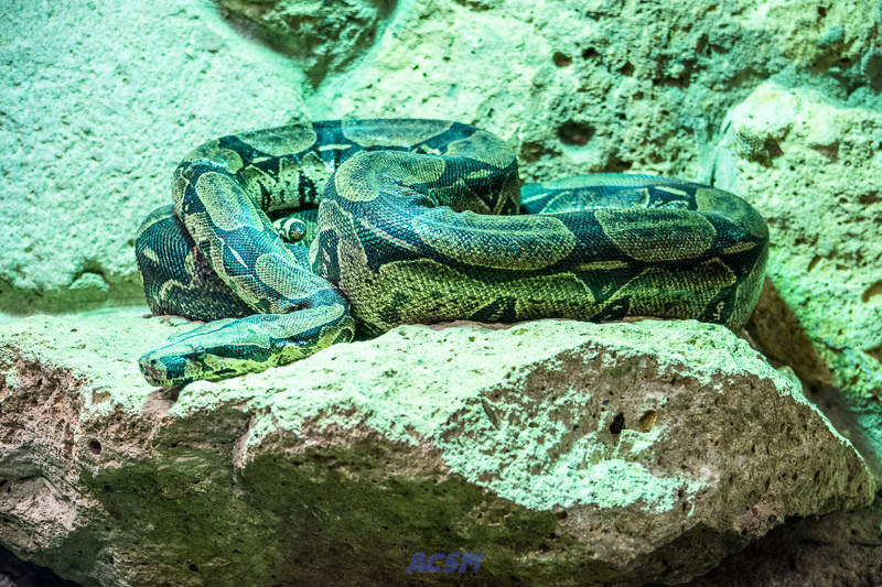 acsm_zoo0066