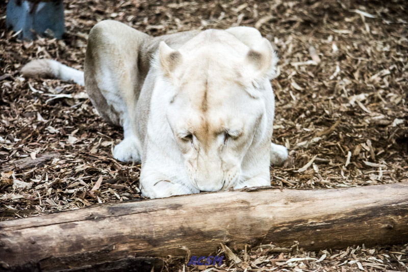 acsm_zoo0067