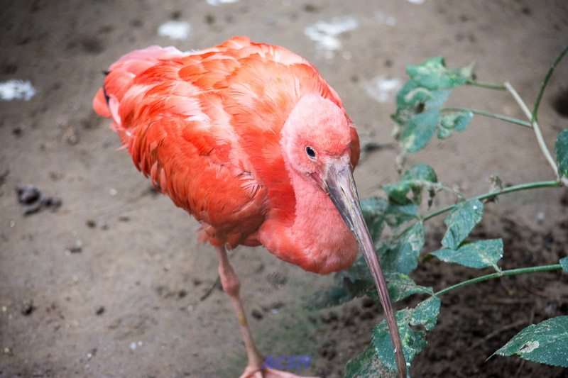 acsm_zoo0068