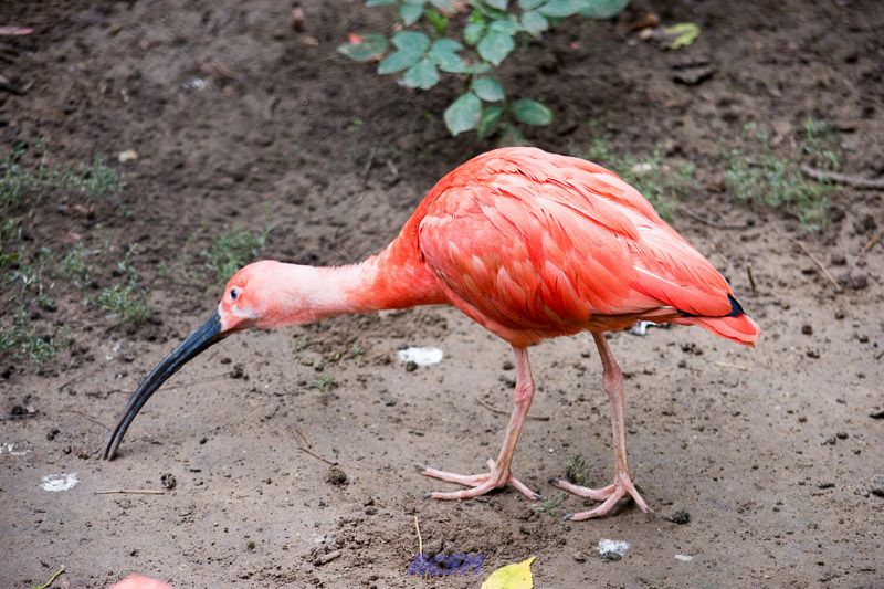 acsm_zoo0069