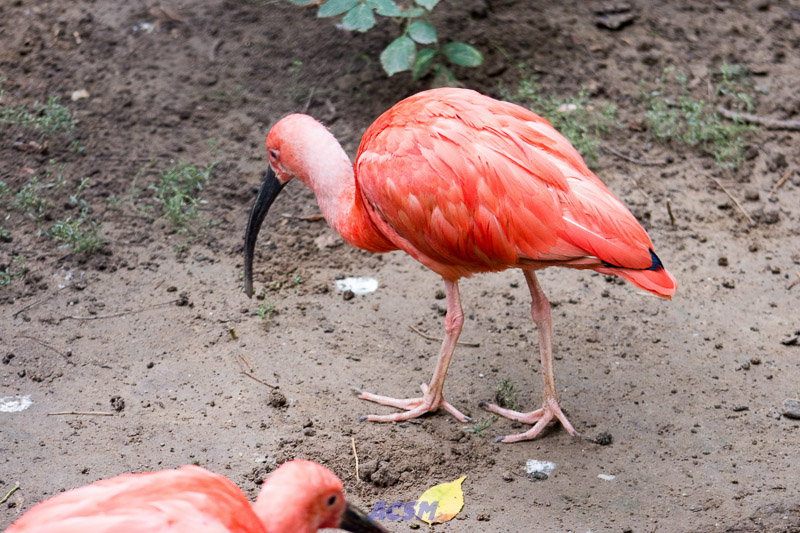 acsm_zoo0070