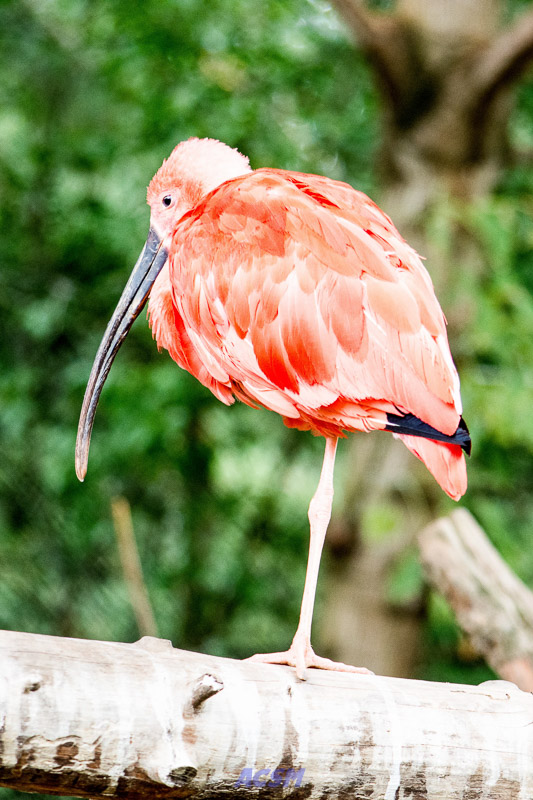 acsm_zoo0071