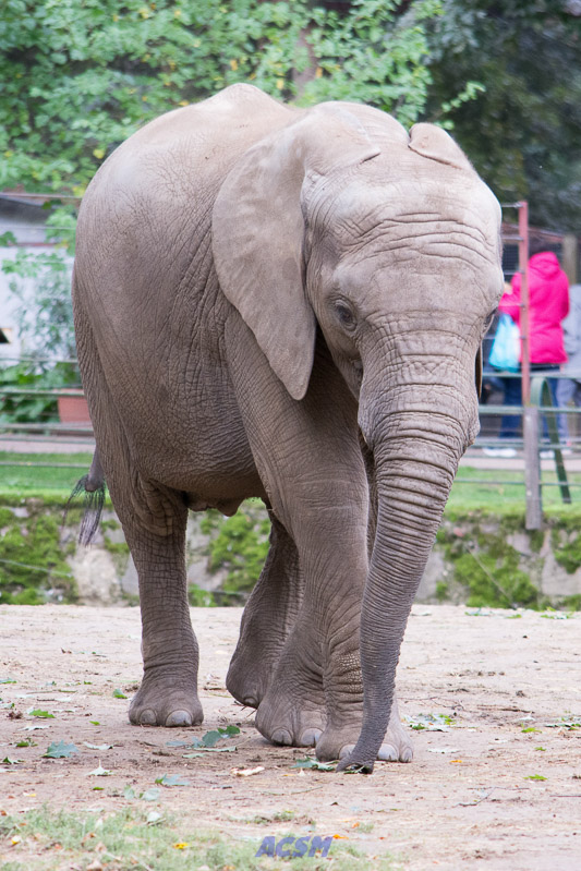 acsm_zoo0074